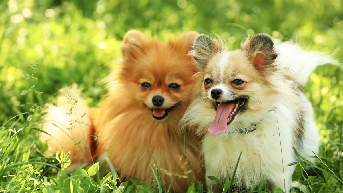 Köpeklerde Hipokalsemi Nedir?