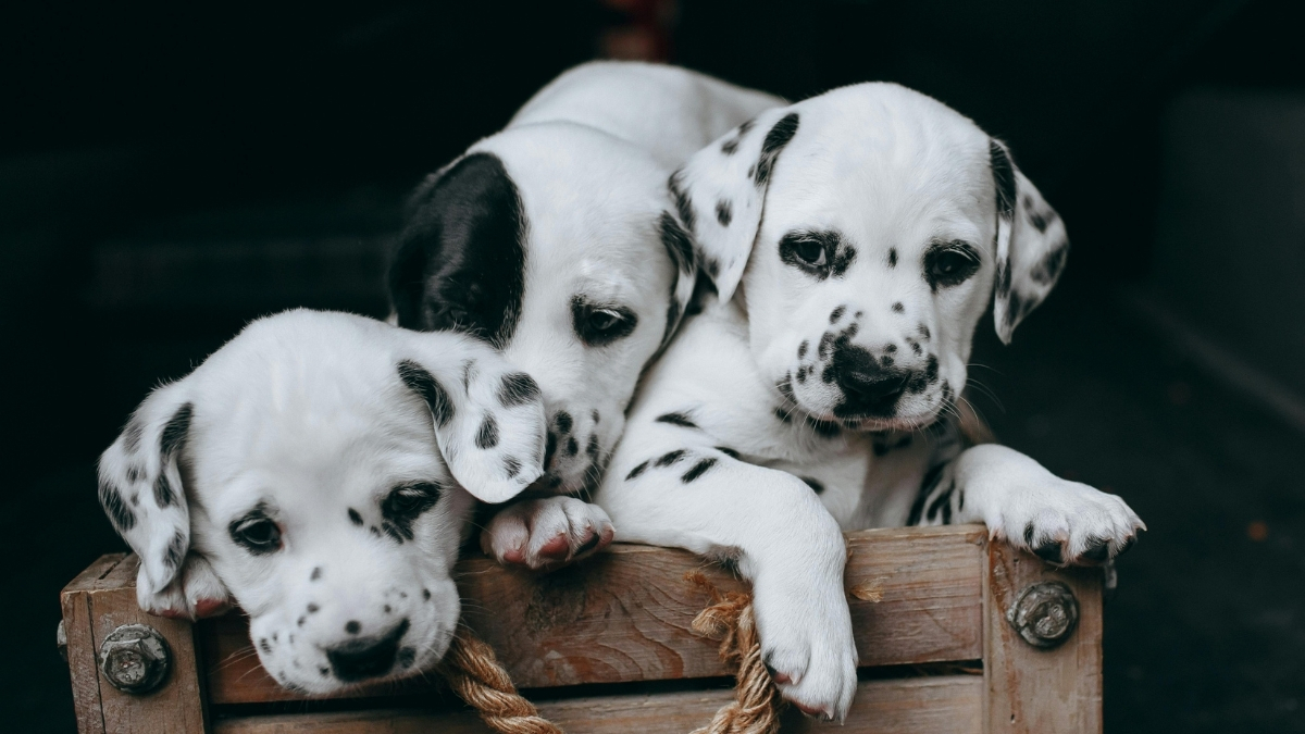 Köpeklerde Hipokalsemi Nedir?