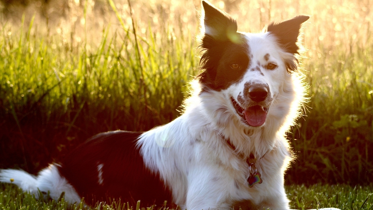 Köpeklerde Öksürme Neden Olur?