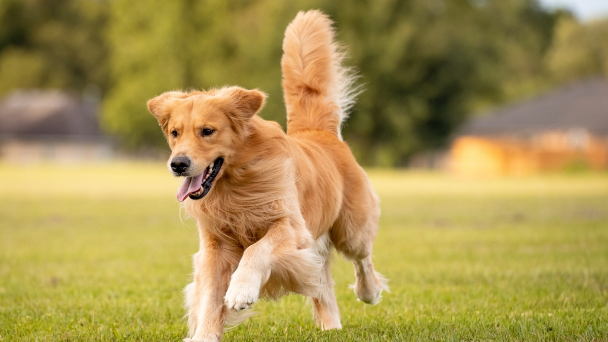 Köpeklerde Sindirim Sistemi Sağlığı Hakkında Bilinmesi Gerekenler