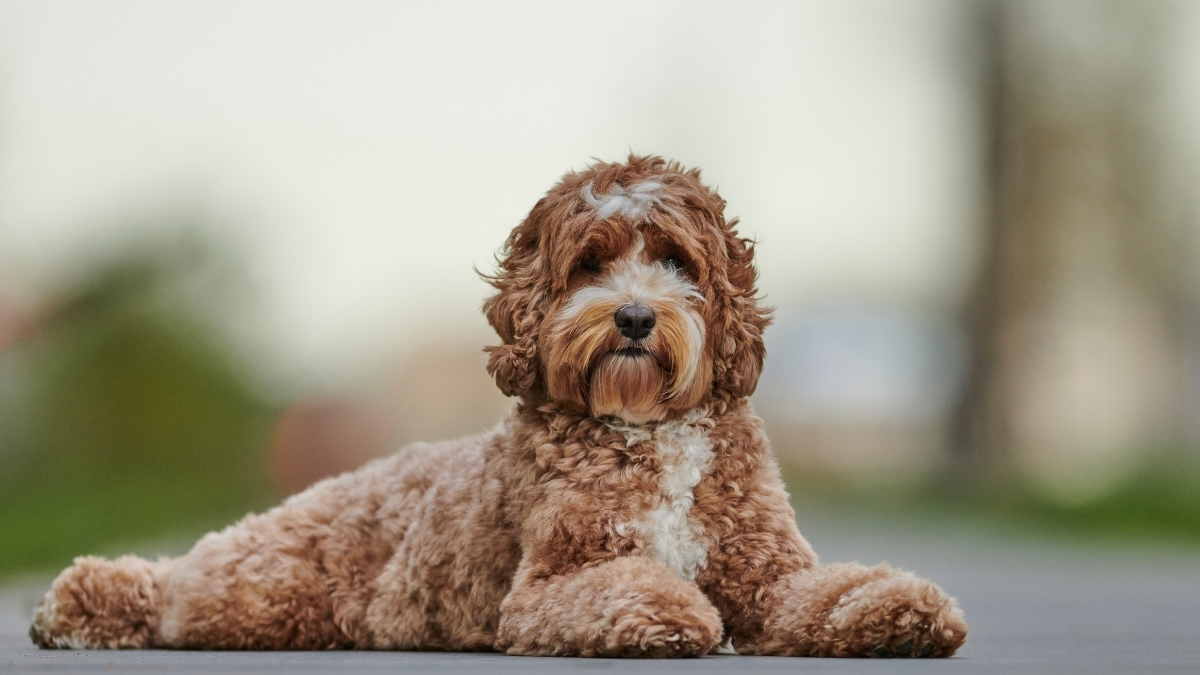 Labradoodle Köpek Irkı Özellikleri ve Bakımı