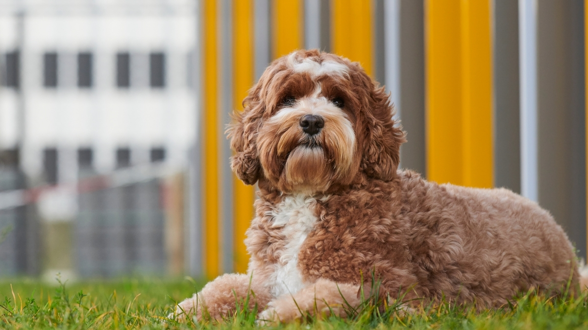 Labradoodle Köpek Irkı Özellikleri ve Bakımı