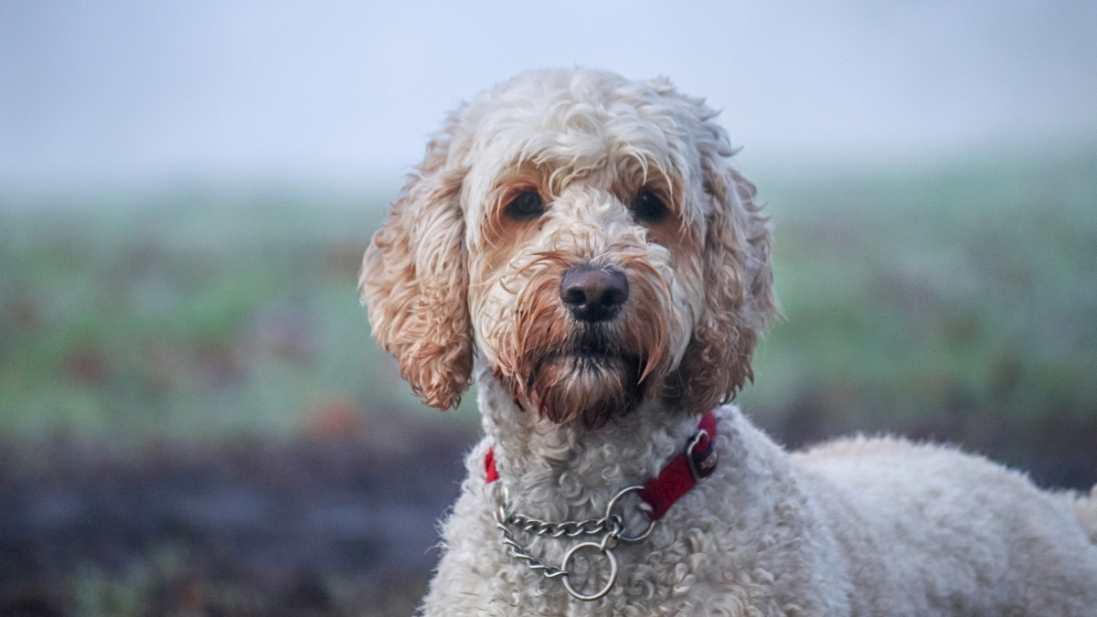 Labradoodle Köpek Irkı Özellikleri ve Bakımı