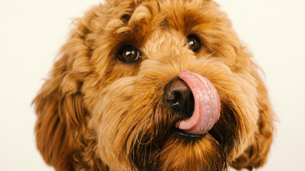 Labradoodle Köpek Irkı Özellikleri ve Bakımı