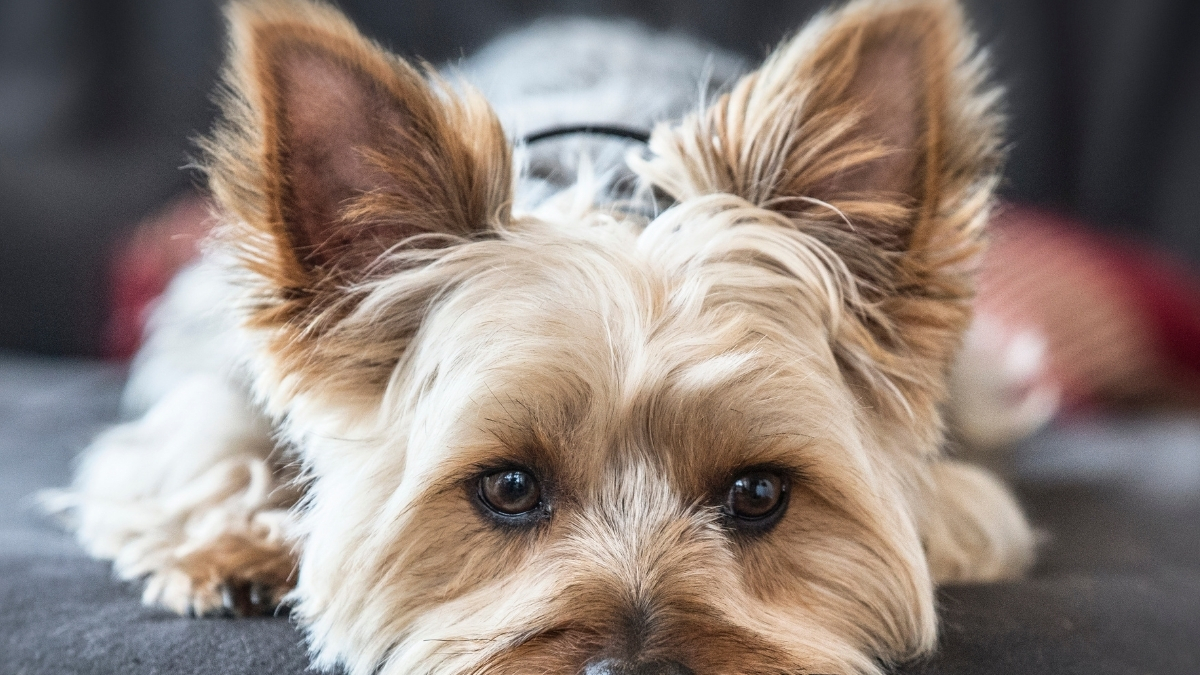 Maltese Terrier Köpeği Özellikleri ve Bakımı