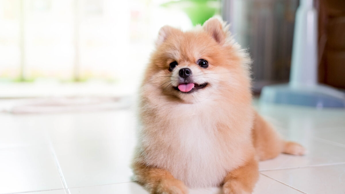 Pomeranian Boo Özellikleri ve Bakımı
