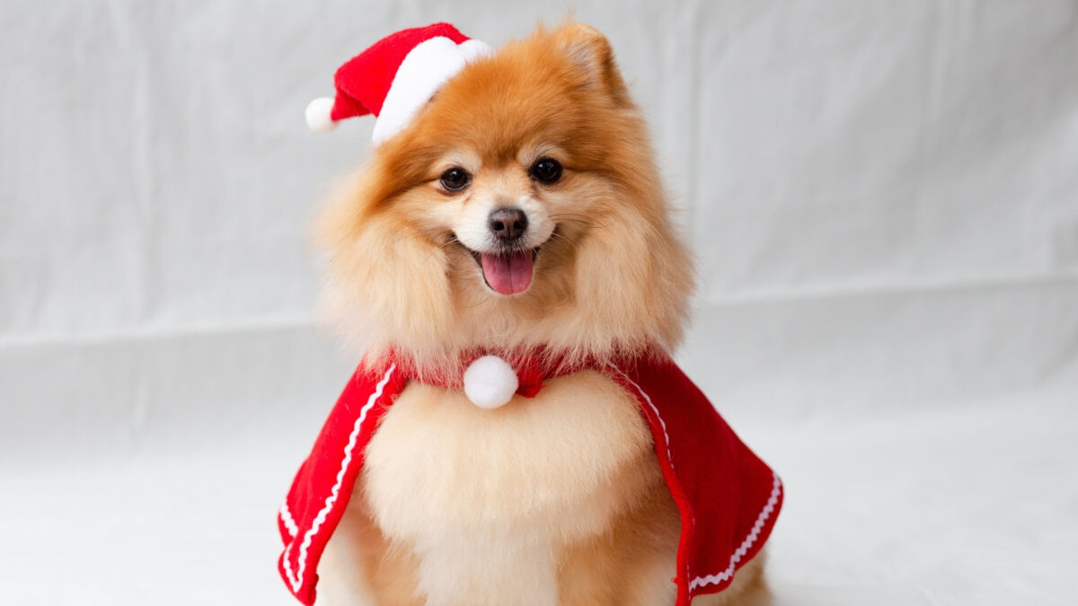 Pomeranian Boo Özellikleri ve Bakımı
