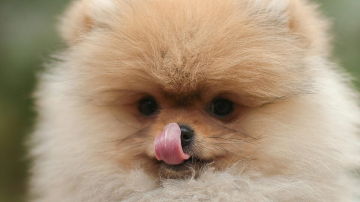 Pomeranian Boo Özellikleri ve Bakımı