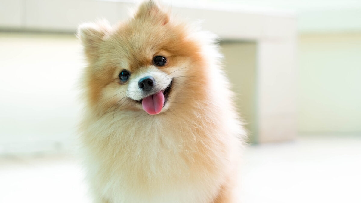 Pomeranian Boo Özellikleri ve Bakımı