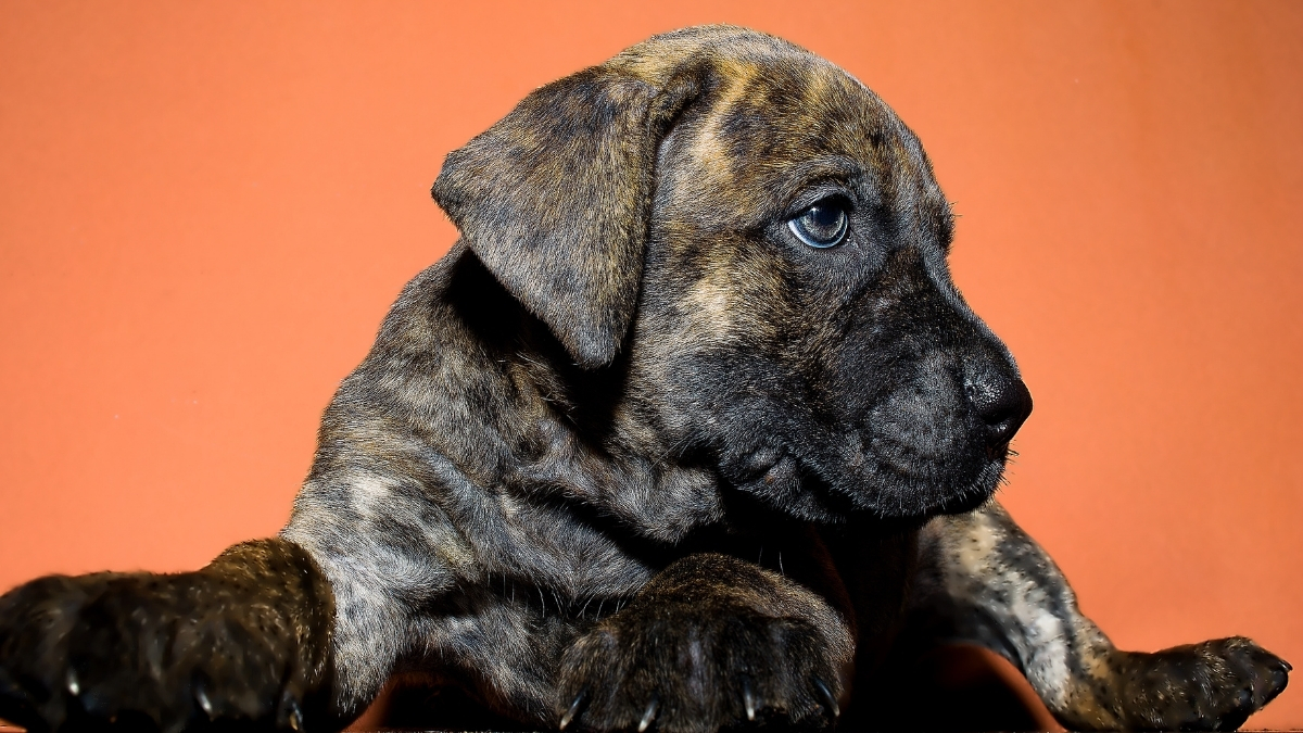 Presa Canario Köpek Irkı Özellikleri ve Bakımı