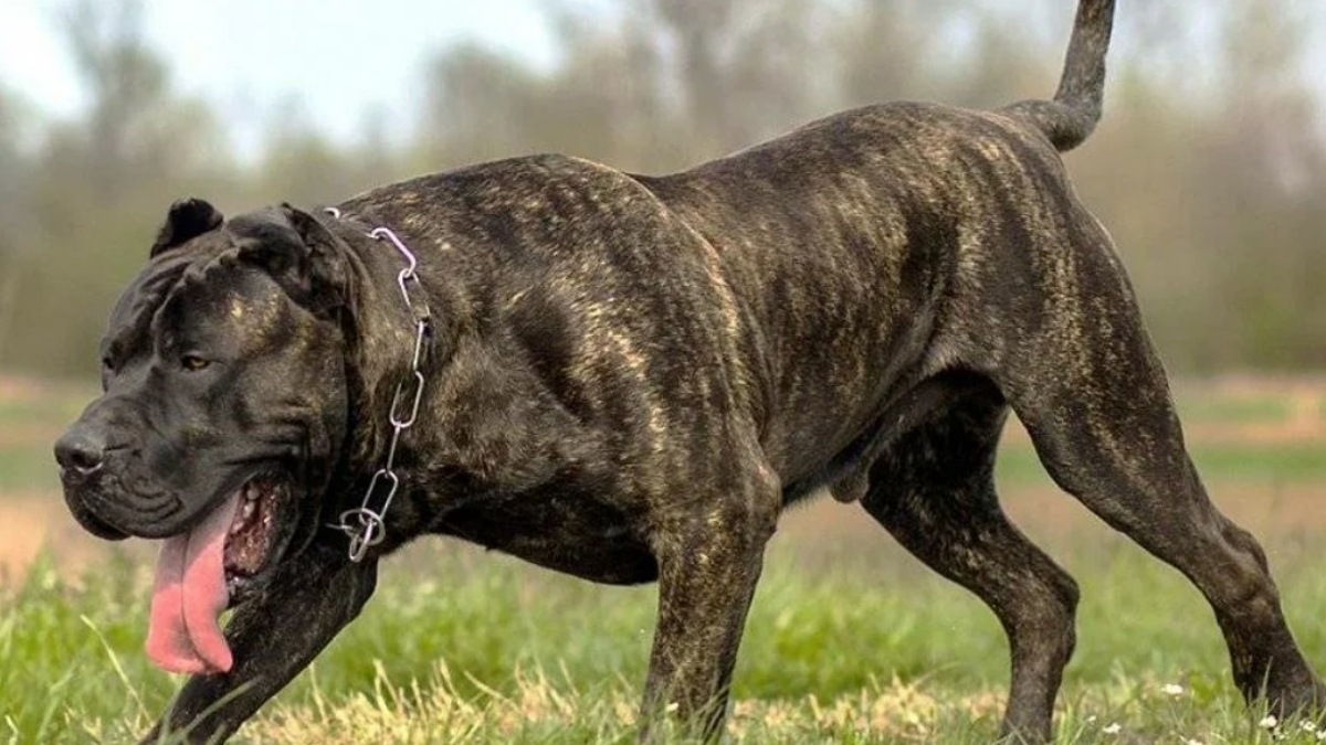 Presa Canario Köpek Irkı Özellikleri ve Bakımı