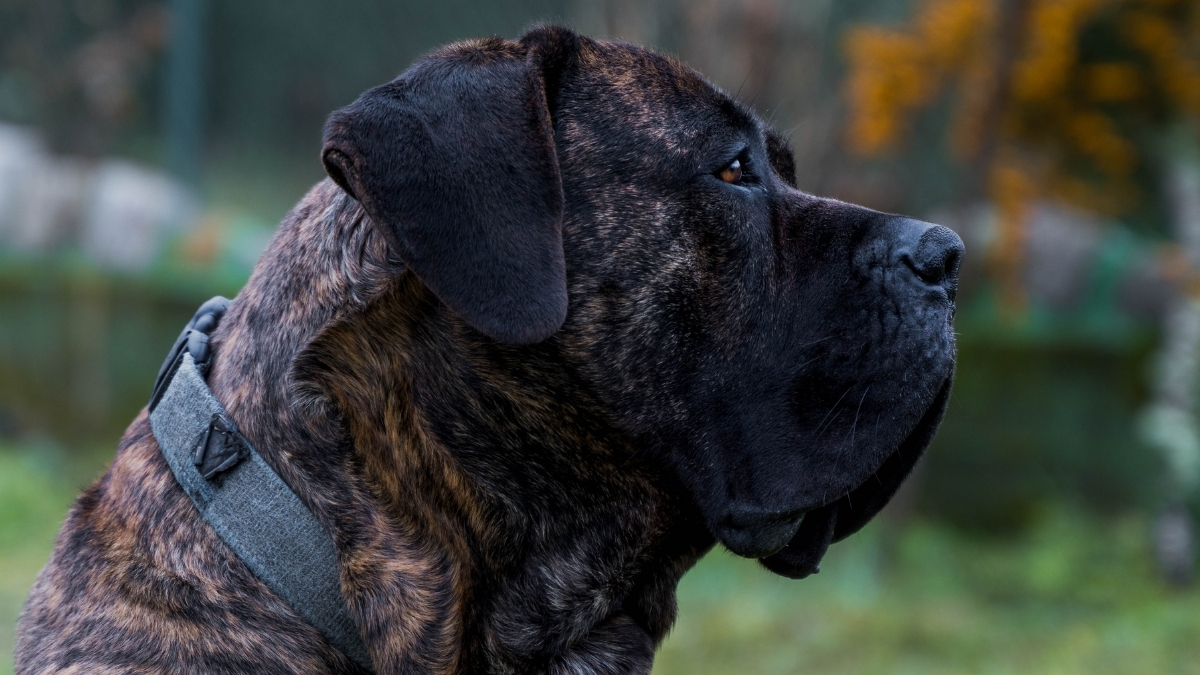 Presa Canario Köpek Irkı Özellikleri ve Bakımı