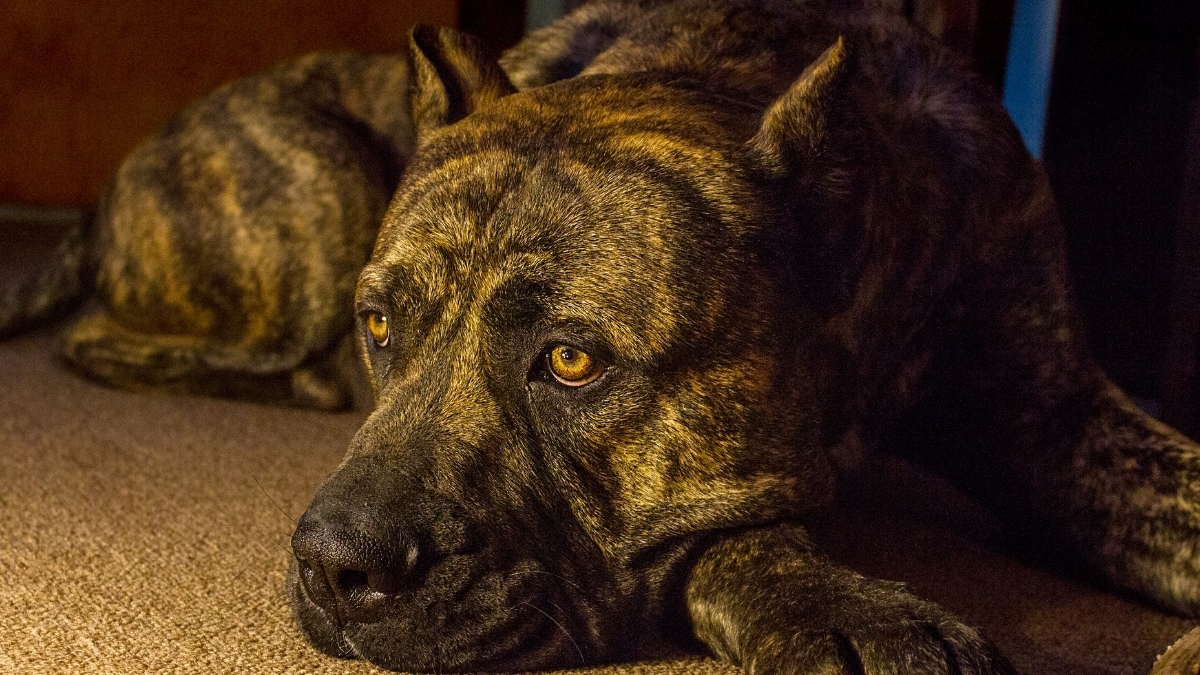 Presa Canario Köpek Irkı Özellikleri ve Bakımı