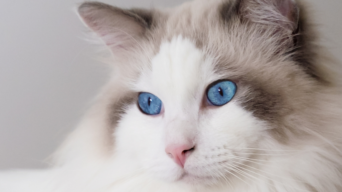 Ragdoll Kedisi Özellikleri ve Bakımı