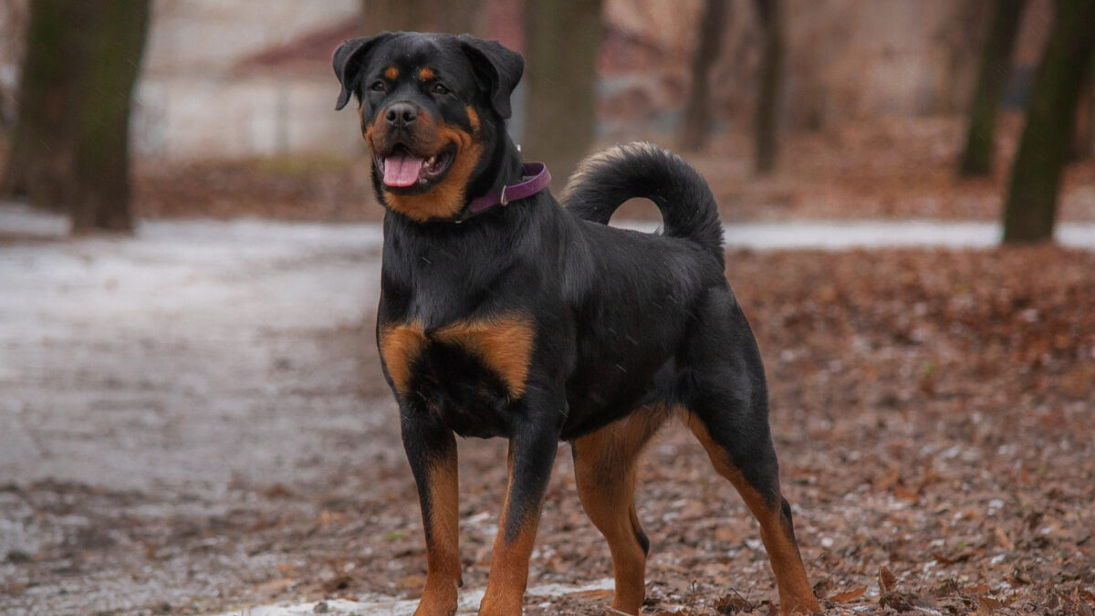Rottweiler Özellikleri ve Bakımı