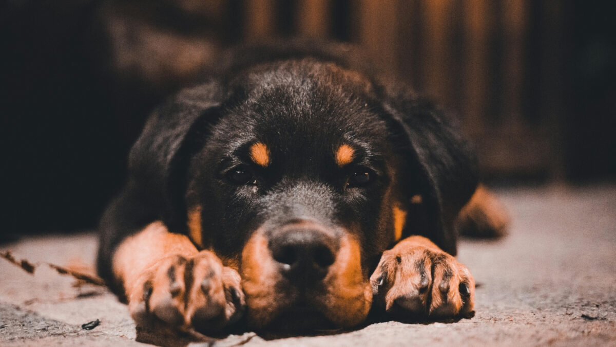 Rottweiler Özellikleri ve Bakımı