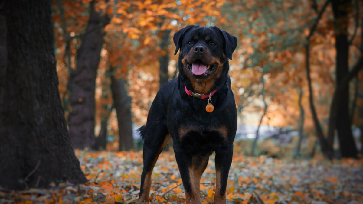 Rottweiler Özellikleri ve Bakımı