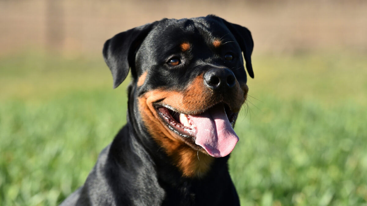 Rottweiler Özellikleri ve Bakımı