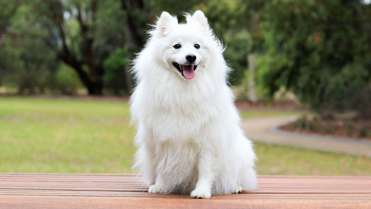 Rus Finosu Köpeği Özellikleri ve Bakımı