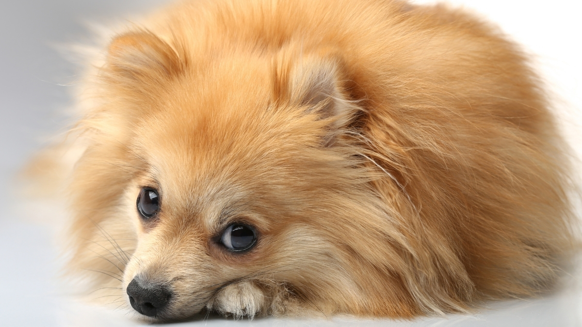 Rus Finosu Köpeği Özellikleri ve Bakımı