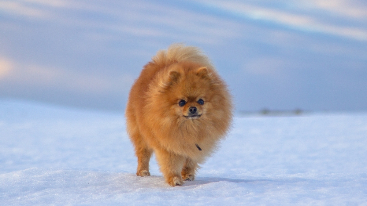 Rus Finosu Köpeği Özellikleri ve Bakımı