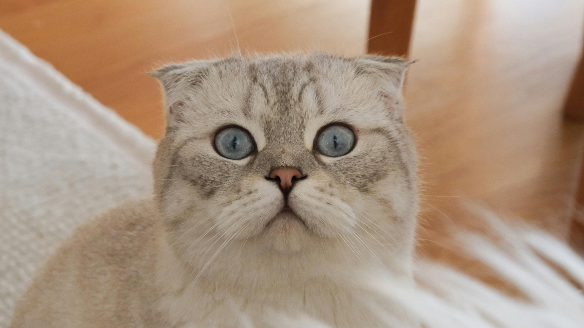 Scottish Fold Özellikleri ve Bakımı