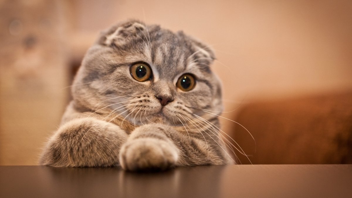 Scottish Fold Özellikleri ve Bakımı