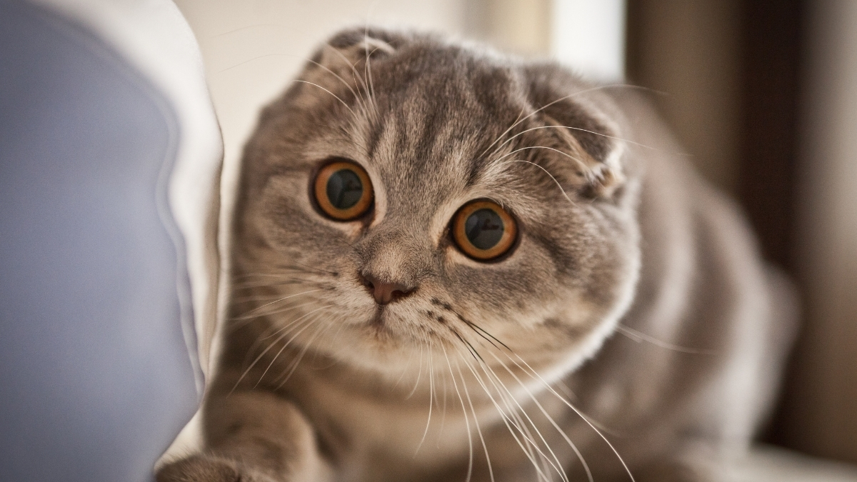 Scottish Fold Özellikleri ve Bakımı