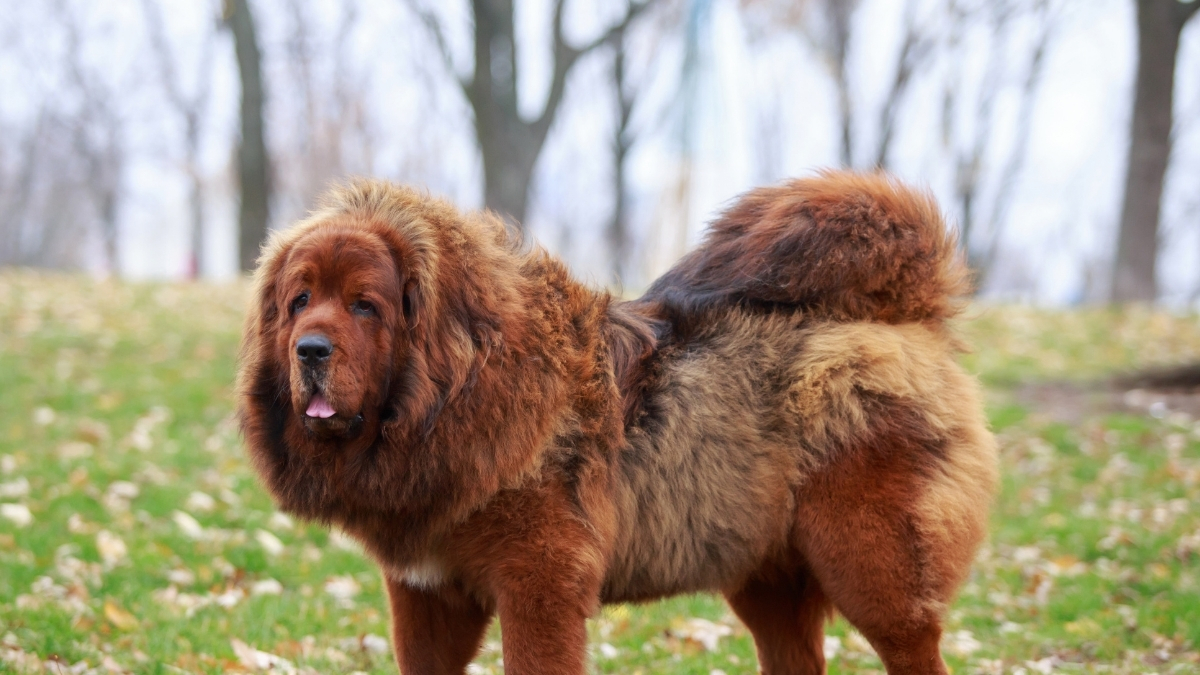 Tibet Mastifi Köpeği Özellikleri ve Bakımı