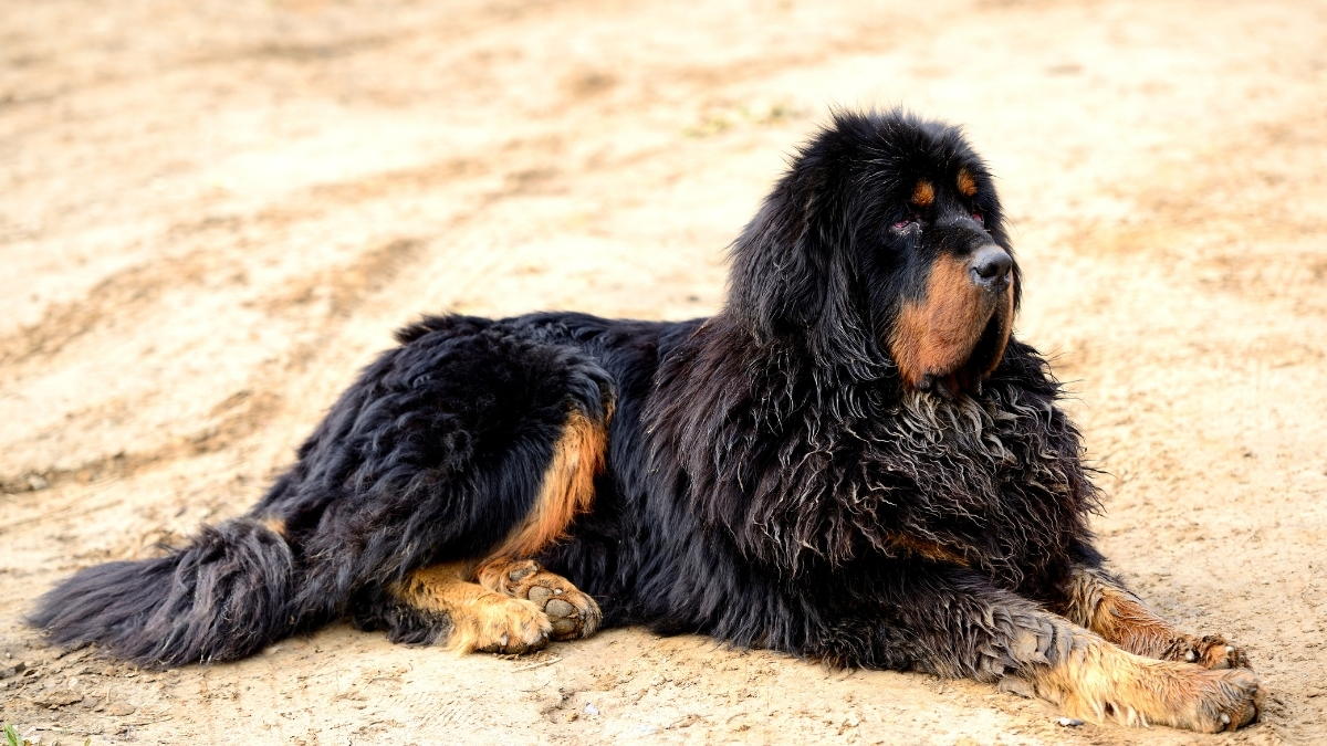 Tibet Mastifi Köpeği Özellikleri ve Bakımı