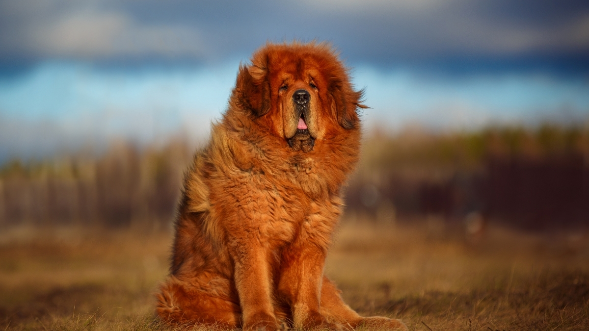 Tibet Mastifi Köpeği Özellikleri ve Bakımı