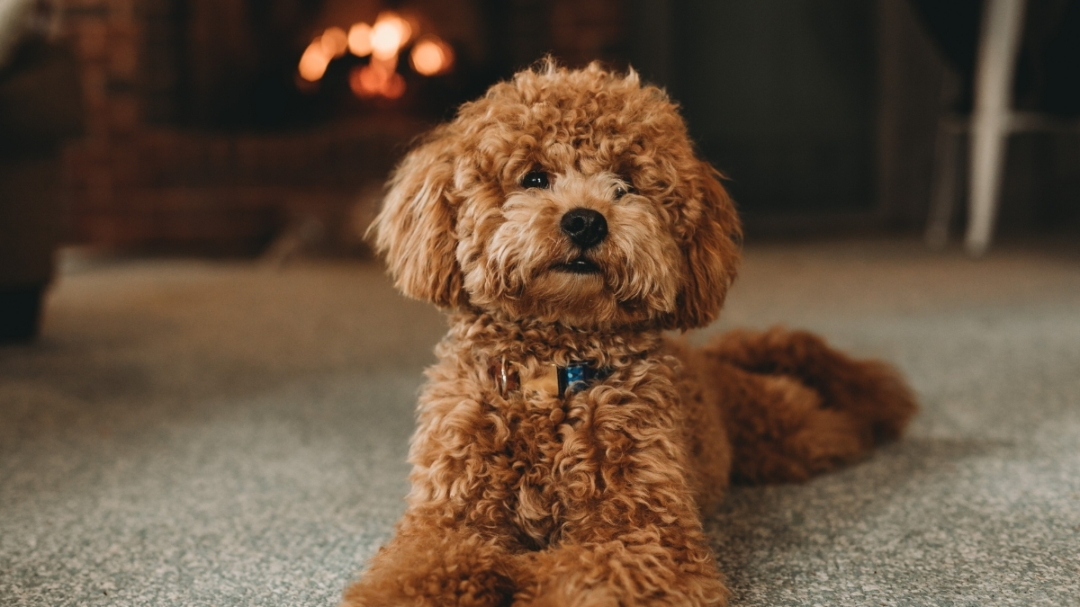 Toy Poodle Köpeği Özellikleri ve Bakımı