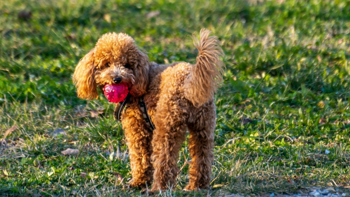 Toy Poodle Köpeği Özellikleri ve Bakımı