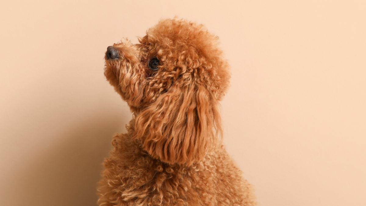 Toy Poodle Köpeği Özellikleri ve Bakımı