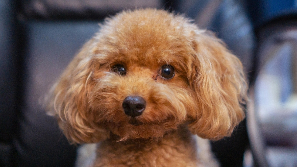 Toy Poodle Köpeği Özellikleri ve Bakımı