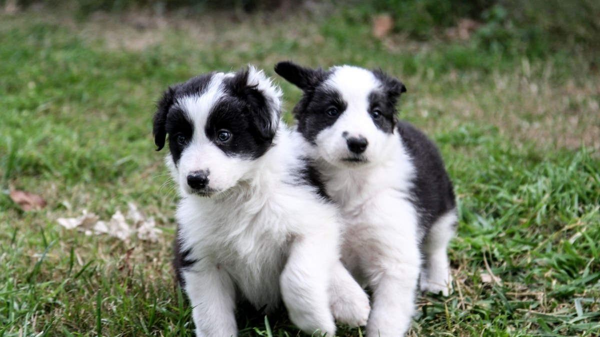 Yavru Köpekler Ne Zaman Dışarı Çıkmaya Başlayabilir?