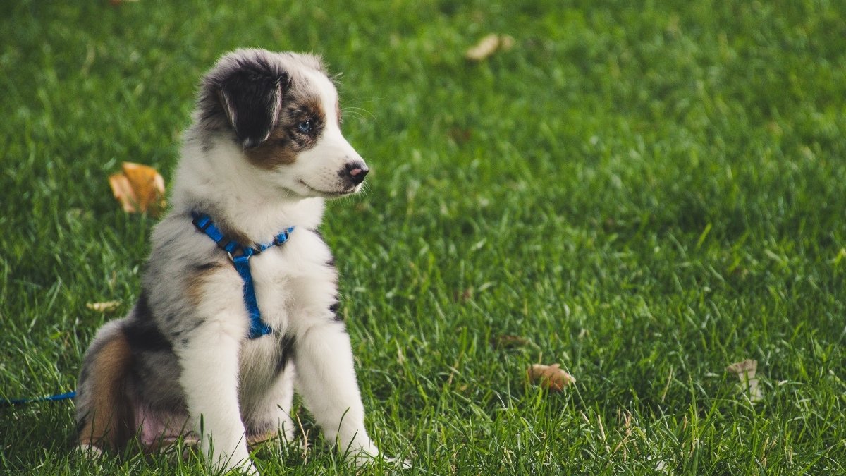 Yavru Köpekler Ne Zaman Dışarı Çıkmaya Başlayabilir?