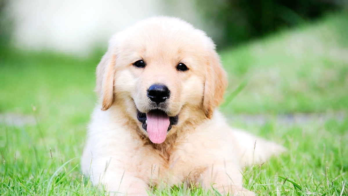 Yavru Köpekler Ne Zaman Dışarı Çıkmaya Başlayabilir?