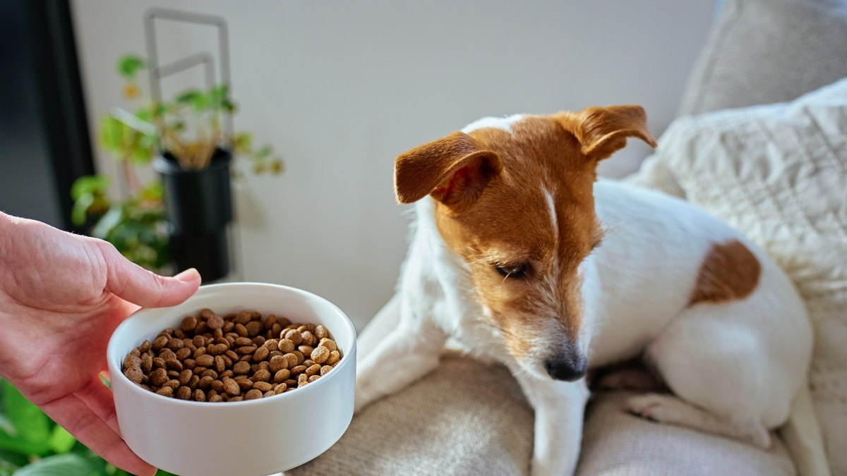 Yüksek Proteinli Köpek Mamaları Neden Tercih Ediliyor?