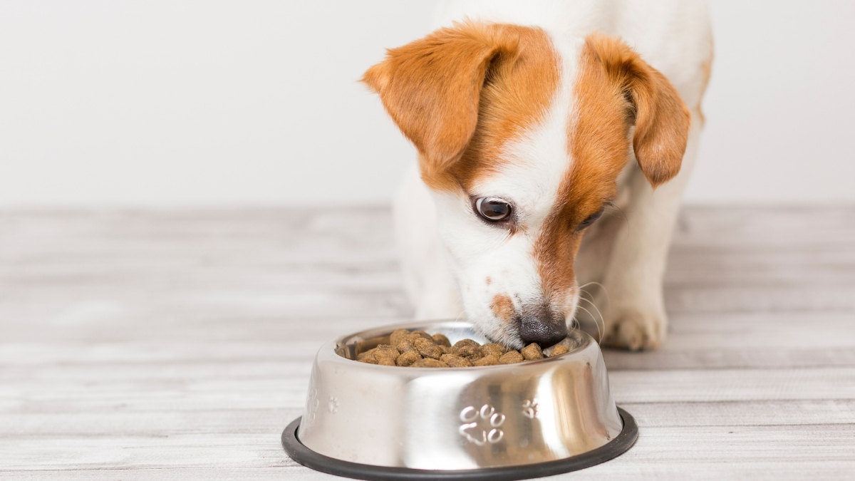 Yüksek Proteinli Köpek Mamaları Neden Tercih Ediliyor?