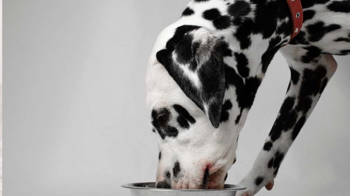 Yüksek Proteinli Köpek Mamaları Neden Tercih Ediliyor?