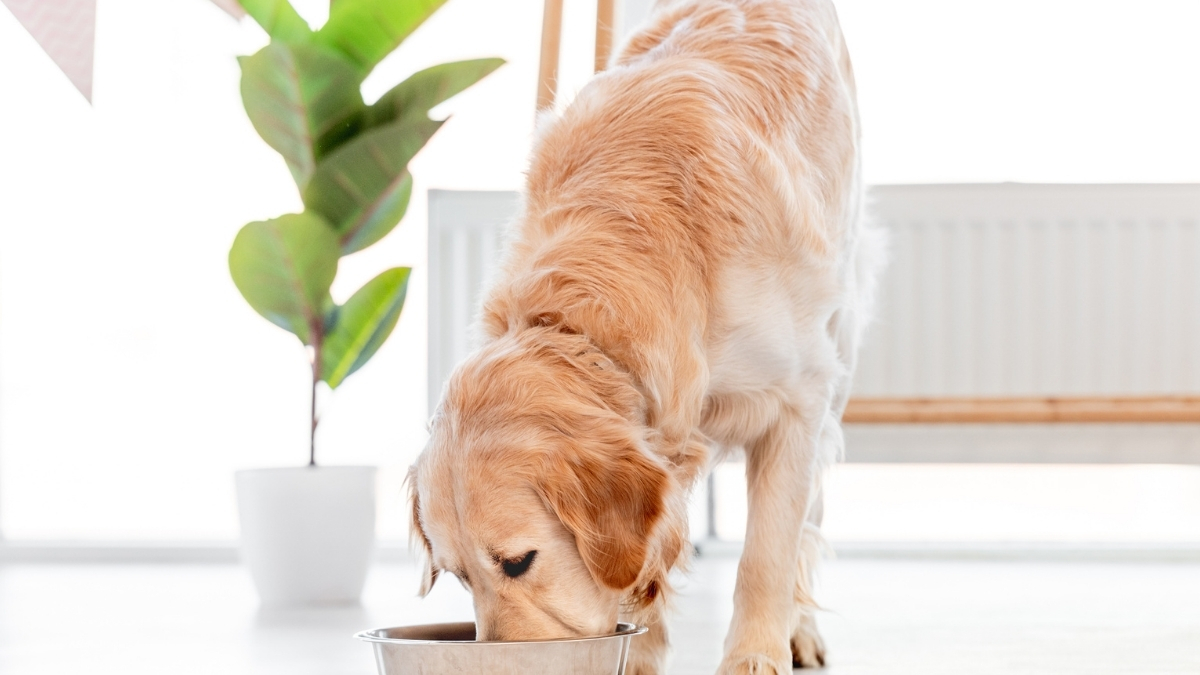 Yüksek Proteinli Köpek Mamaları Neden Tercih Ediliyor?