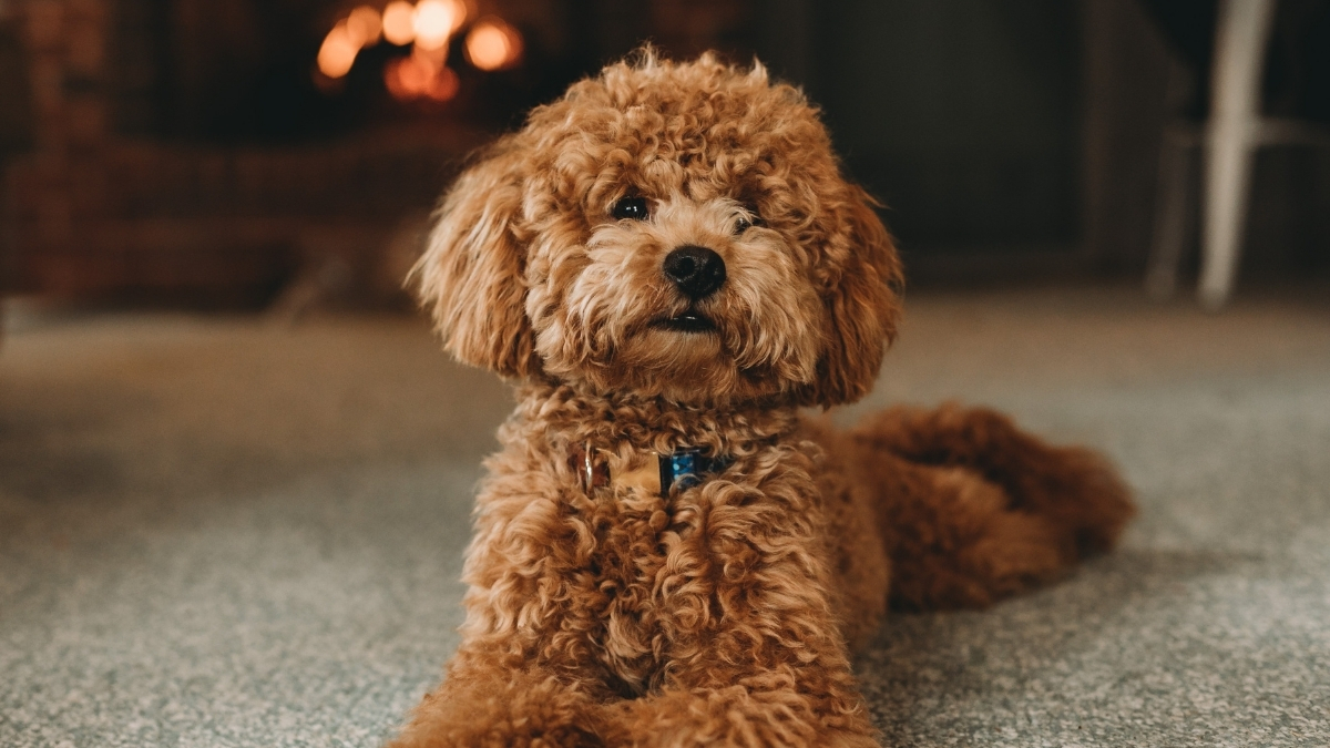 En Uzun Yaşayan Köpek Irkları Hangileridir?