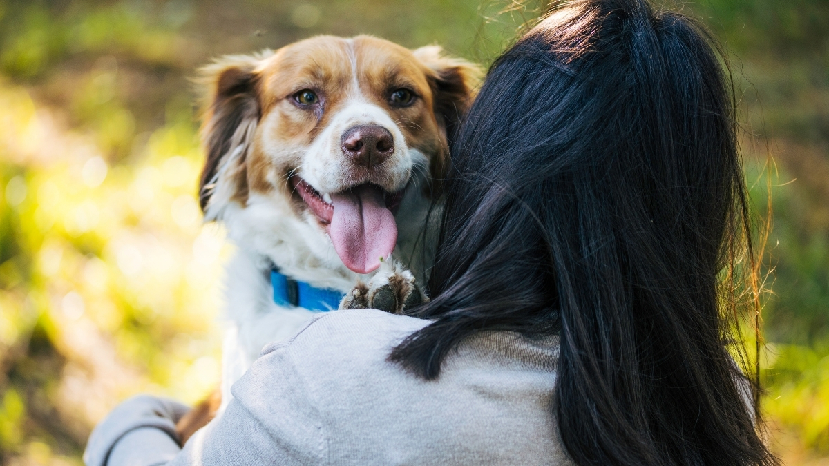 Köpekler Eski Sahiplerini Unutur mu?