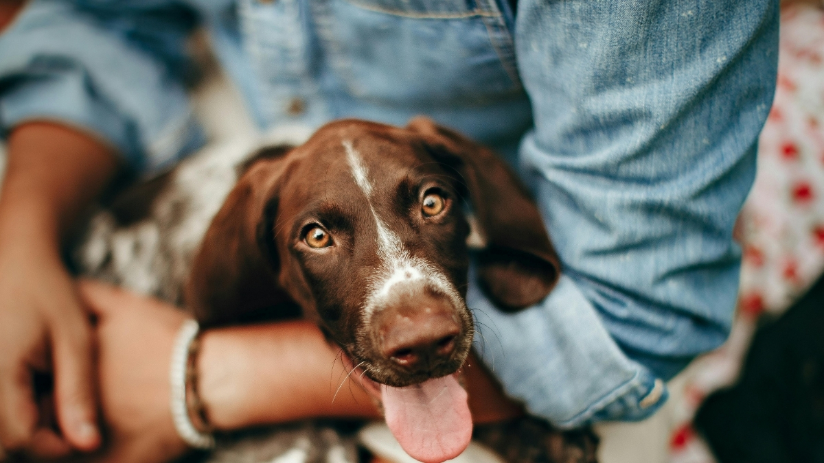 Köpekler Eski Sahiplerini Unutur mu?