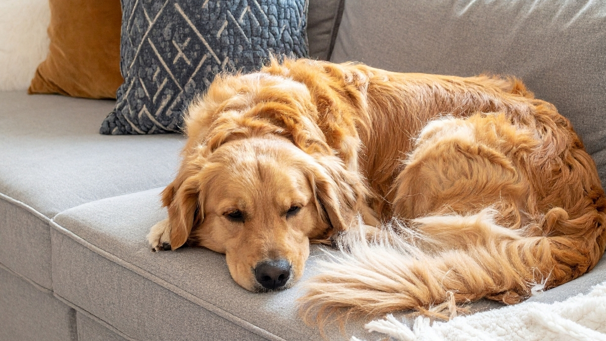 Köpekler İçin Konforlu Uyku Alanı Nasıl Hazırlanır?