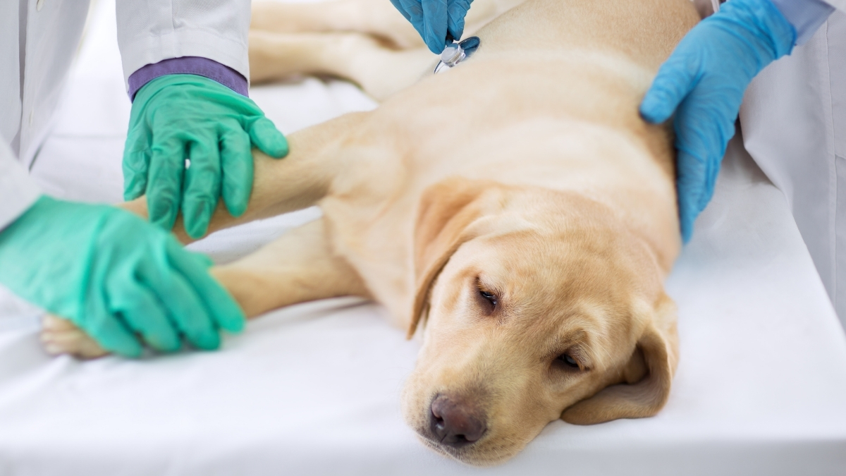 Köpeklerde Osteosarkom Nedir?