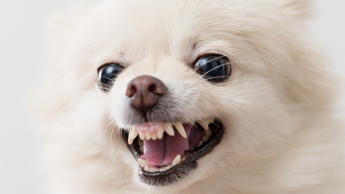 Köpeklerin Havlaması Nasıl Önlenir?