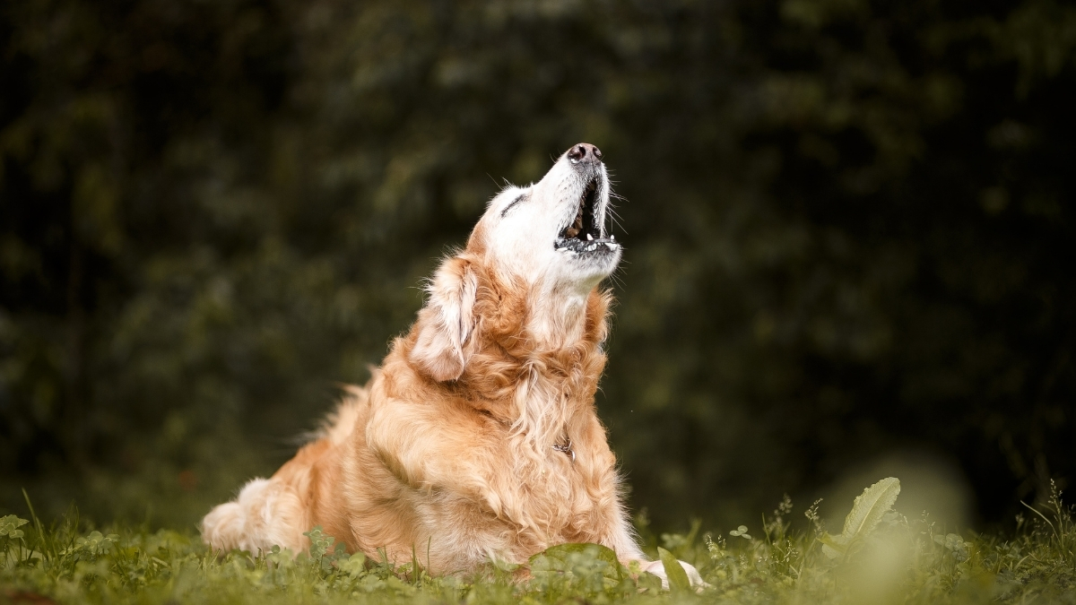 Köpeklerin Havlaması Nasıl Önlenir?
