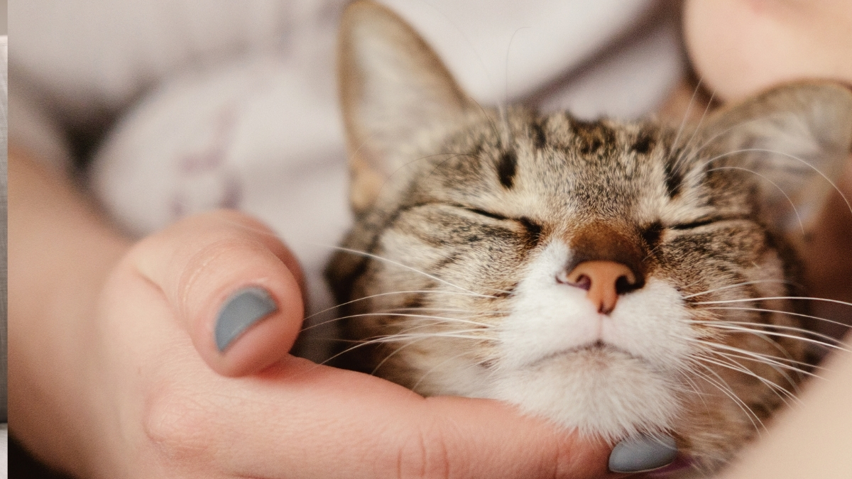 Sahip Değiştiren Kedi Nasıl Etkilenir?